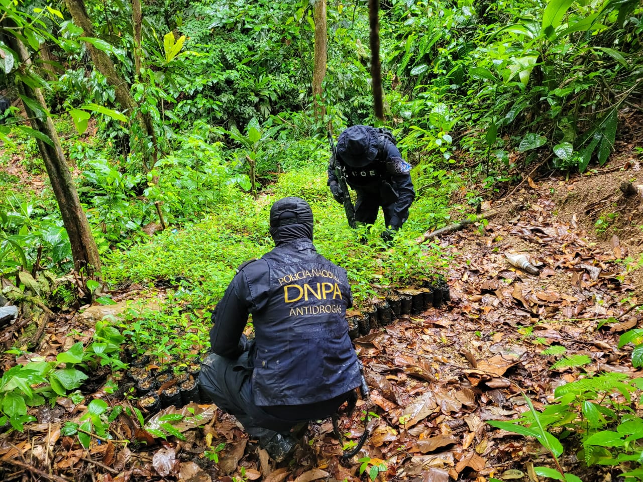 Destruyen Otras Dos Plantaciones Con 35 Mil Plantas De Supuesta Coca En