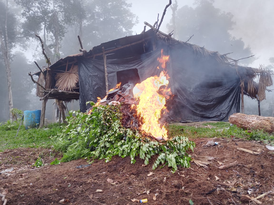 Mil Arbustos De Coca Fueron Destruidos En Acciones Dirigidas Por El