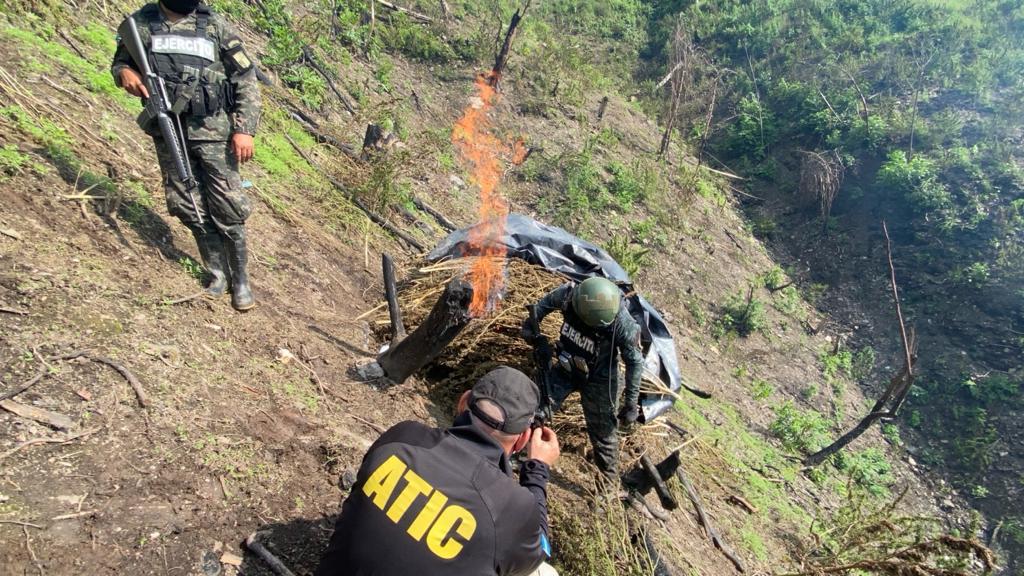 MP Erradica 10 Manzanas Con Cultivos De Marihuana En Olancho