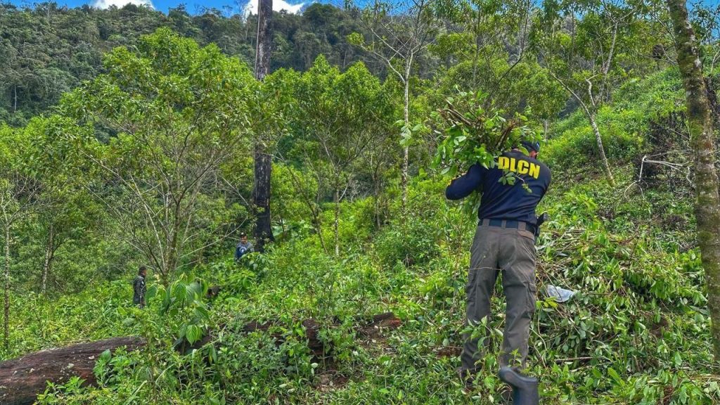 DLCN Y Elementos De La FFAA Destruyen Plantación De Arbustos De Hoja De ...